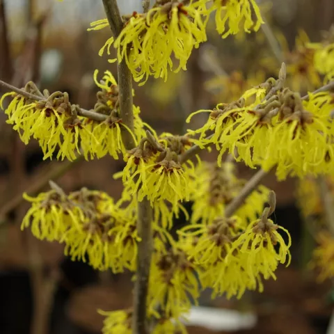 Hamamelis intermedia 'Arnold Promise'