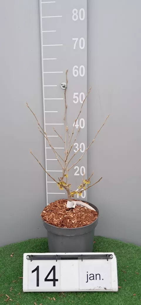 Hamamelis intermedia 'Arnold Promise'