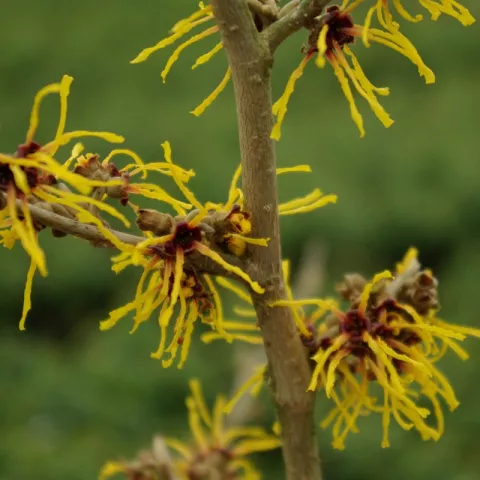 Hamamelis intermedia 'Barmstedt Gold'