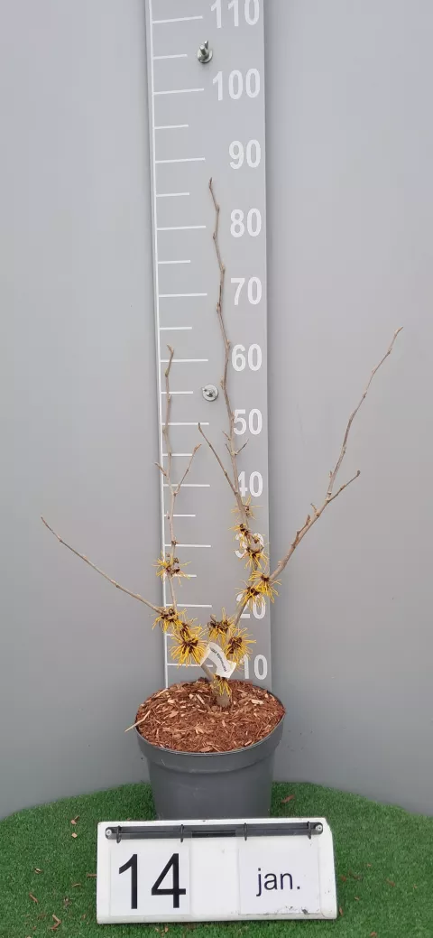 Hamamelis intermedia 'Barmstedt Gold'