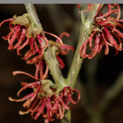 Hamamelis intermedia 'Diana'