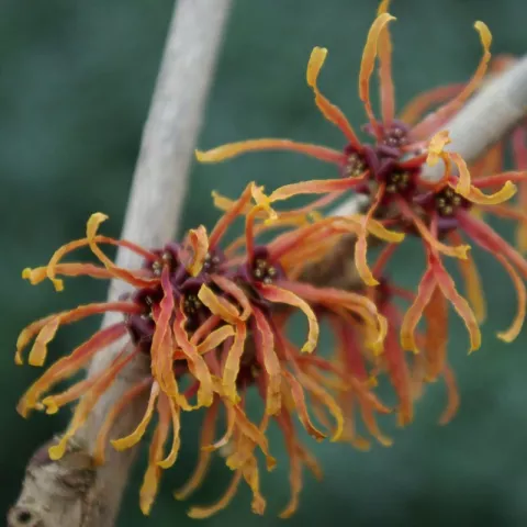 Hamamelis intermedia 'Jelena'