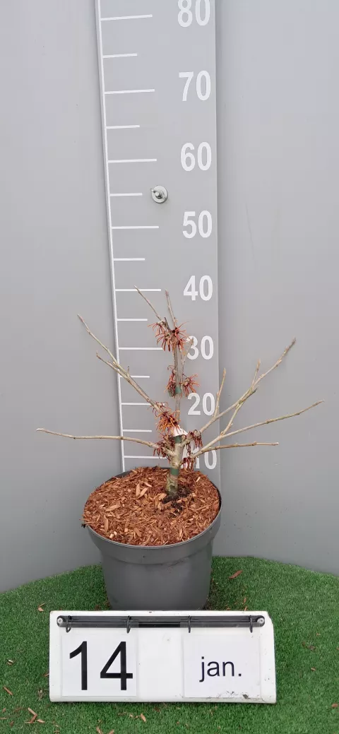 Hamamelis intermedia 'Jelena'