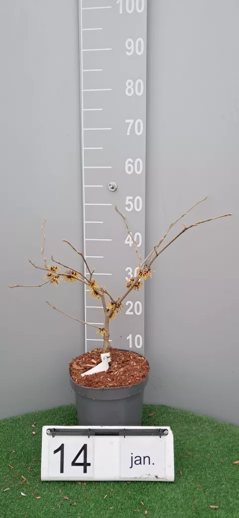 Hamamelis intermedia 'Orange Beauty'