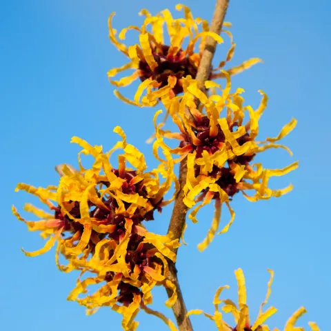 Hamamelis intermedia 'Orange Beauty'