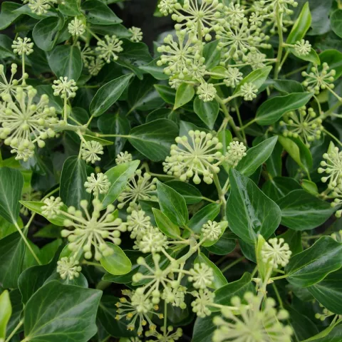 Hedera helix 'Arborescens'