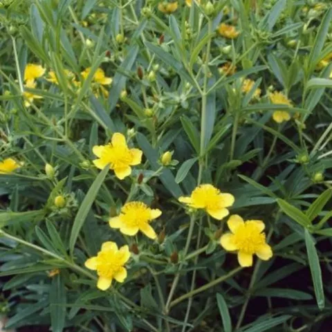 Hypericum kalmianum 'Gemo'