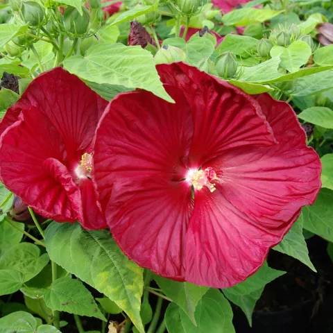 Hibiscus moscheutos rouge