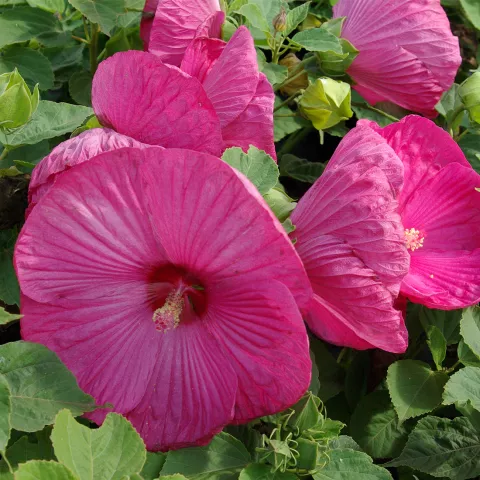 Hibiscus moscheutos 'Rose Vif'