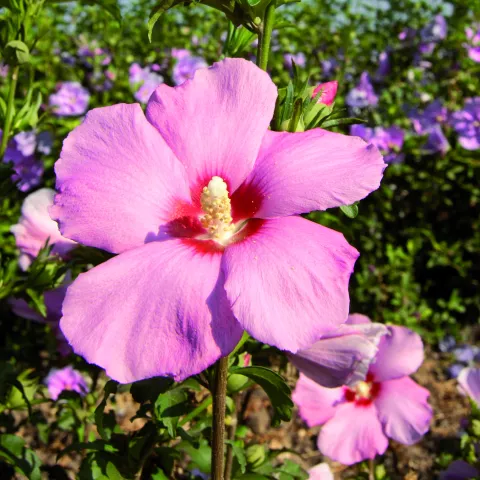 Hibiscus syriacus 'Aphrodite'