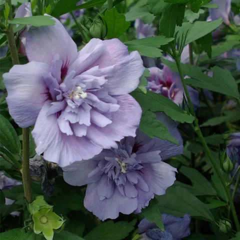 Hibiscus syriacus 'Blue Chiffon' ®