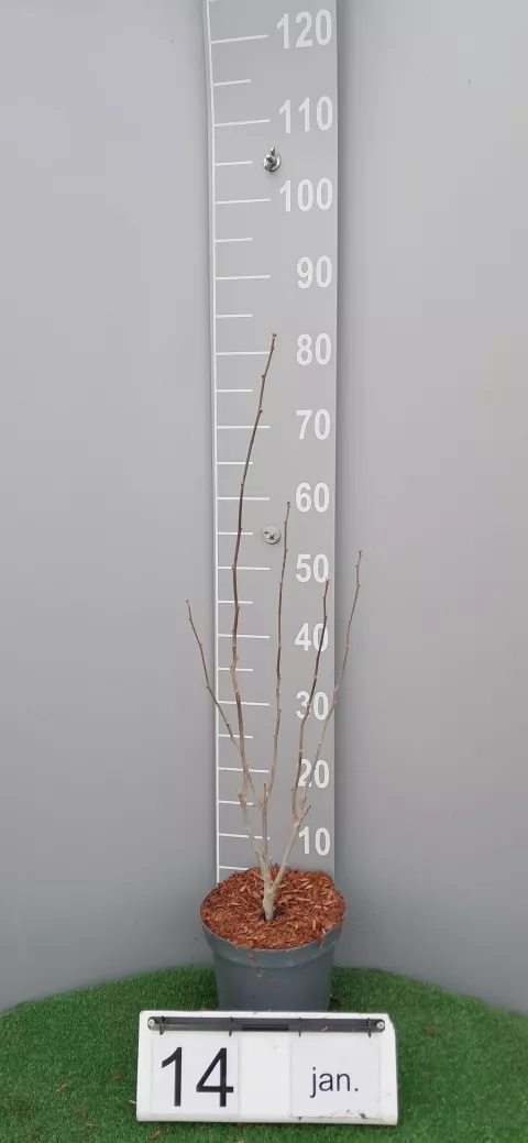 Hibiscus syriacus 'Blue Chiffon' ®