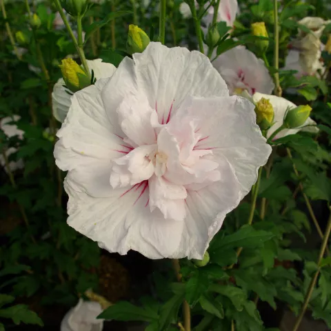 Hibiscus syriacus 'China Chiffon' ®