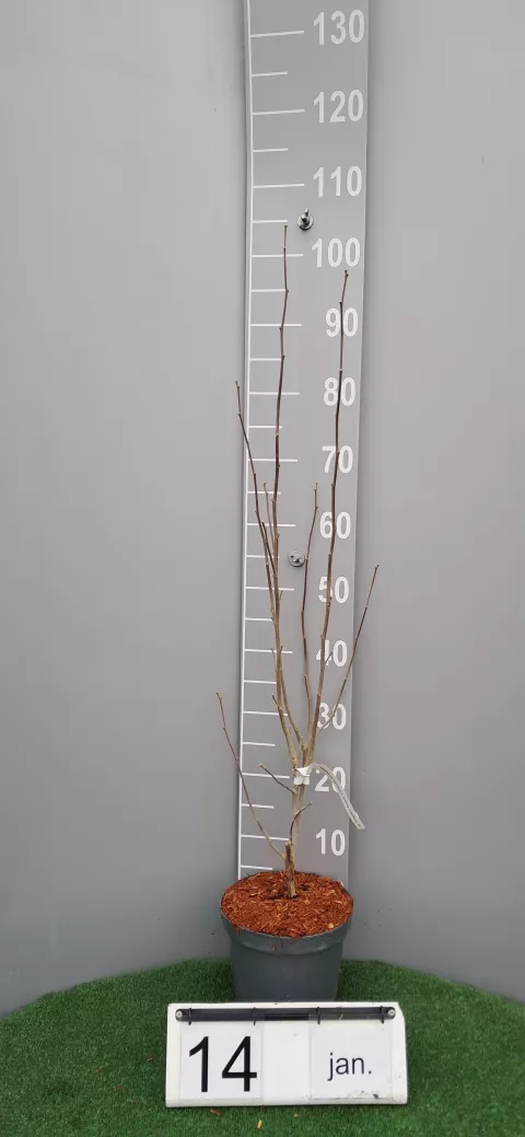 Hibiscus syriacus 'China Chiffon' ®