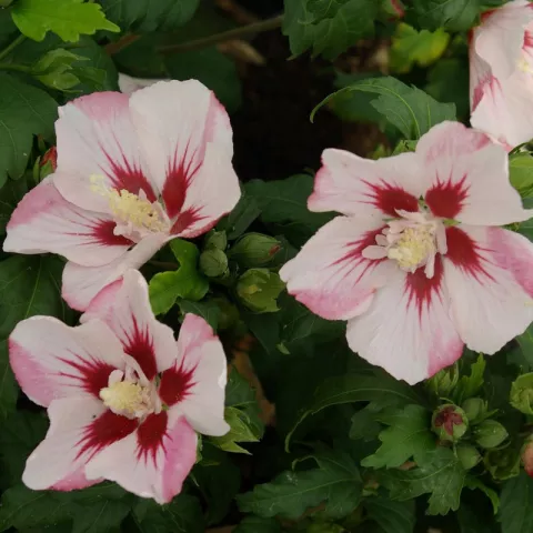 Hibiscus syriacus 'Hamabo'
