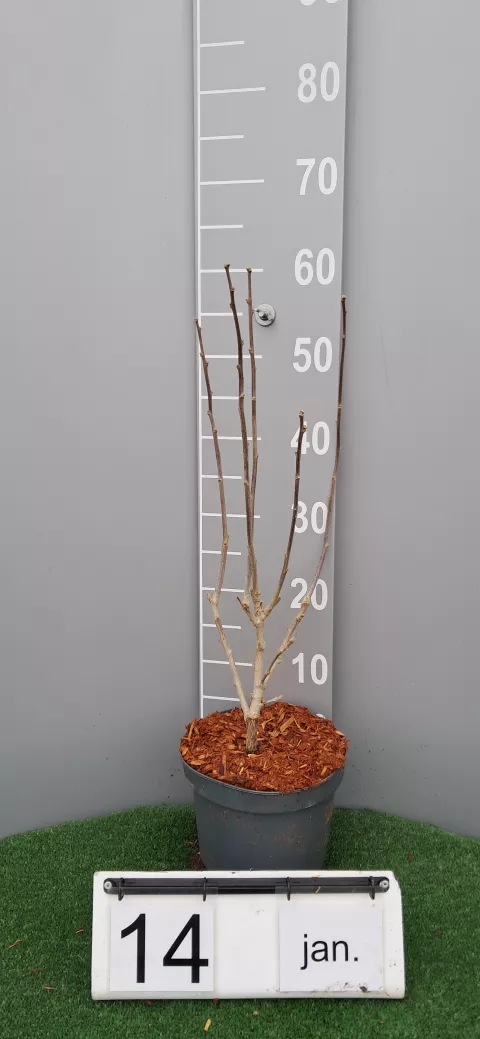 Hibiscus syriacus 'Hamabo'