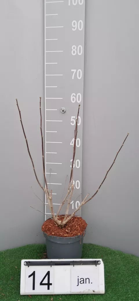 Hibiscus syriacus 'Helene'