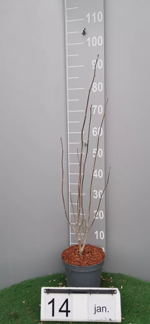 Hibiscus syriacus 'Lavender Chiffon' ®