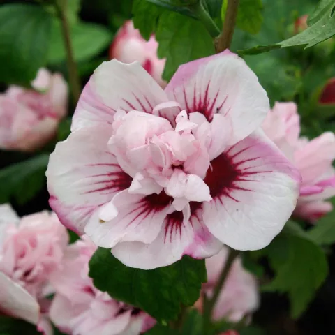 Hibiscus syriacus 'Lady Stanley'