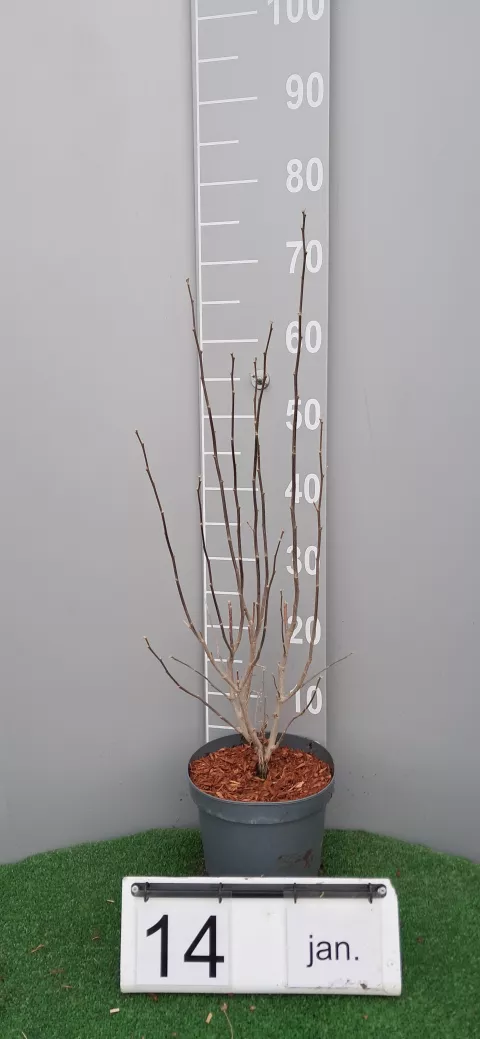 Hibiscus syriacus 'Lady Stanley'