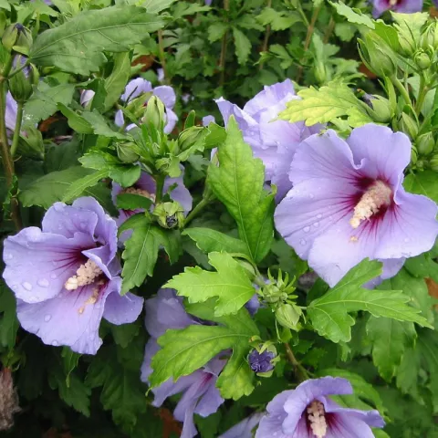 Hibiscus syriacus 'Marina'