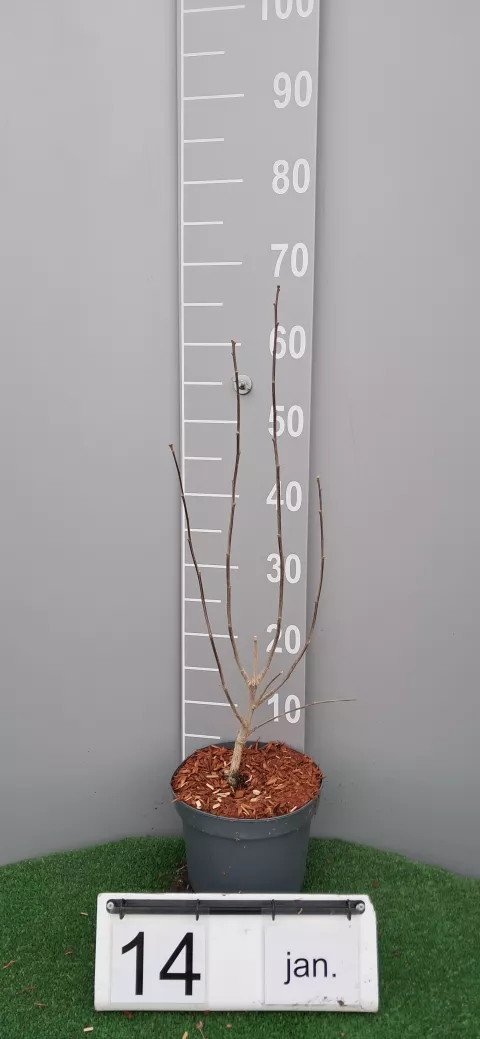 Hibiscus syriacus 'Marina'