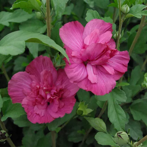 Hibiscus syriacus 'Magenta Chiffon' ®