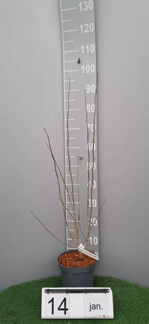 Hibiscus syriacus 'Magenta Chiffon' ®