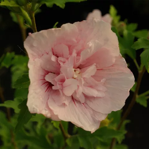 Hibiscus syriacus 'Pink Chiffon' ®