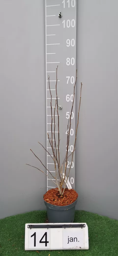 Hibiscus syriacus 'Pink Chiffon' ®