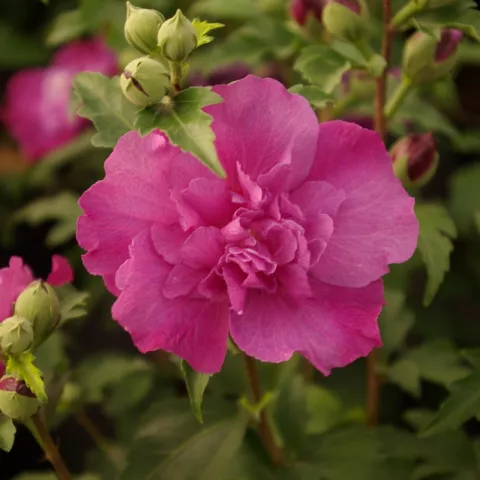 Hibiscus syriacus 'Purple Ruffles'®'Sanchonyo'