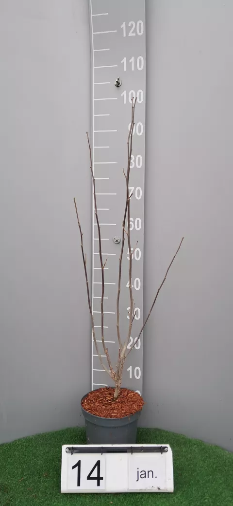 Hibiscus syriacus 'Purple Ruffles'®'Sanchonyo'