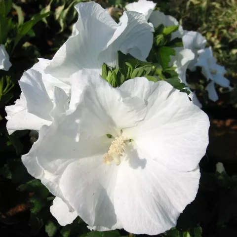Hibiscus syriacus 'Diana'
