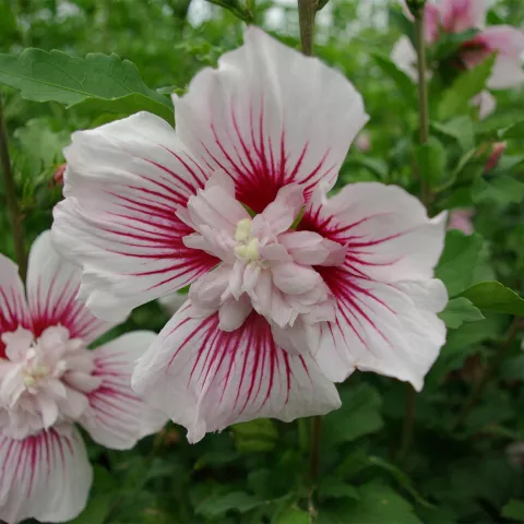 Hibiscus syriacus 'Starburst Chiffon' ®'Rwoods6'