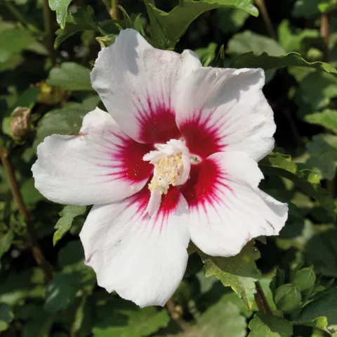 Hibiscus syriacus 'Shintaeyang'