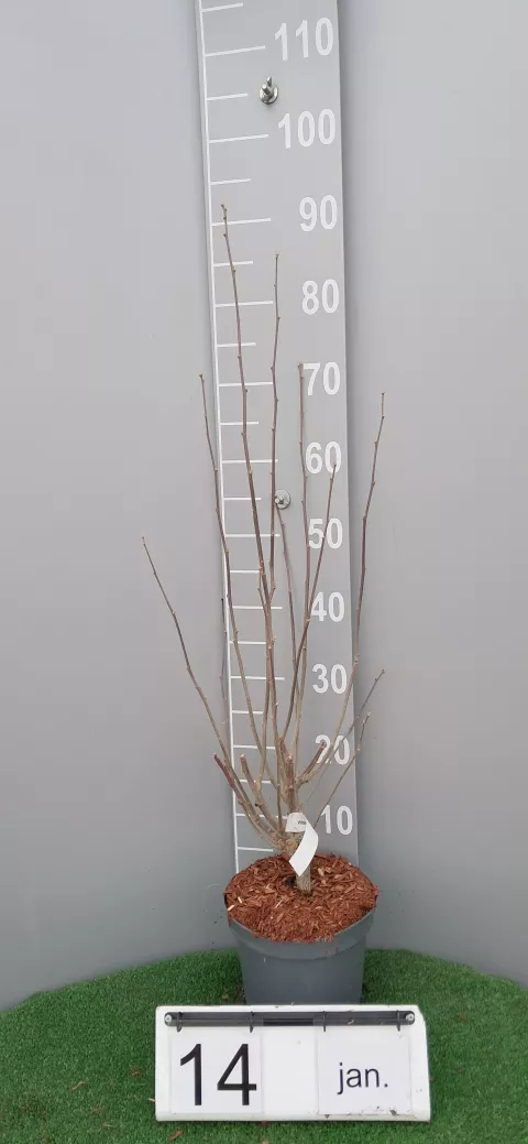 Hibiscus syriacus 'Shintaeyang'