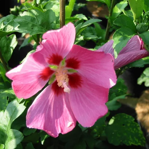 Hibiscus syriacus 'Woodbridge'