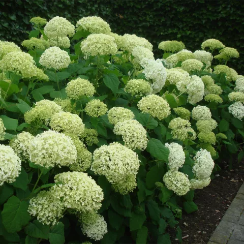 Hydrangea arborescens 'Annabelle'