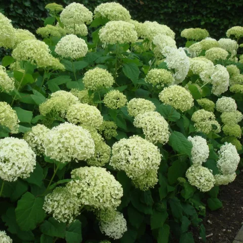 Hydrangea arborescens 'Annabelle'