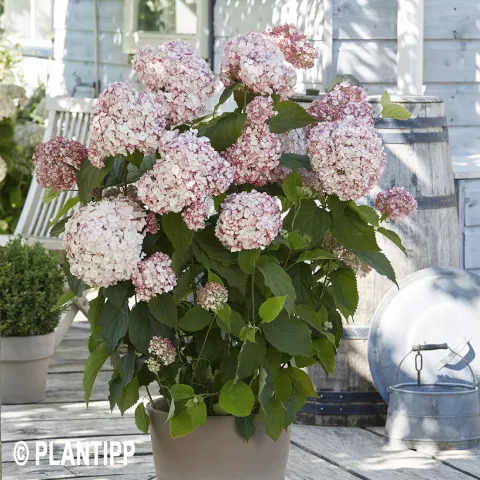 Hydrangea arb. 'Candybelle Bubblegum' ®