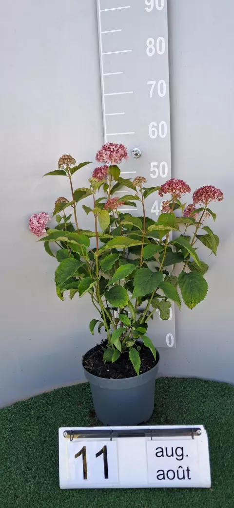 Hydrangea arb. 'Candybelle Bubblegum' ®