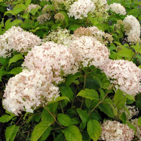 Hydrangea arb. 'Candybelle Marshmallow' ®