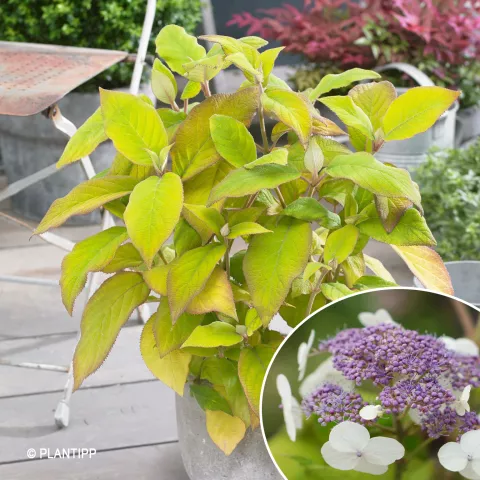 Hydrangea aspera 'Goldrush' (?Giel?PBR)