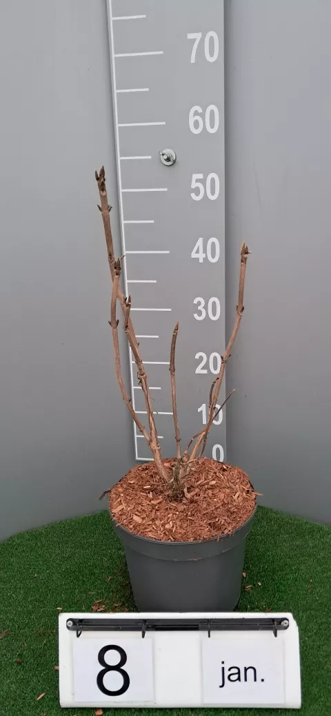 Hydrangea aspera 'Goldrush' (?Giel?PBR)