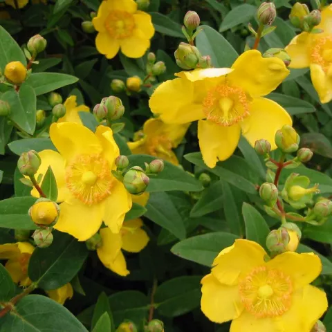 Hypericum 'Hidcote'
