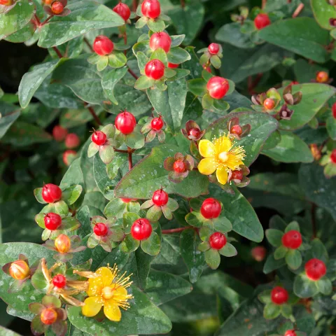 Hypericum x inodorum MAGICAL® Red Fame
