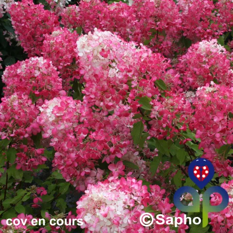 Hydrangea pan. DIAMANT ROUGE ® 'Rendia'