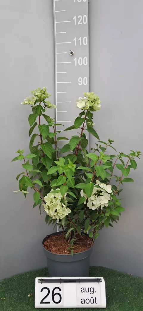 Hydrangea pan. DIAMANT ROUGE ® 'Rendia'