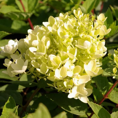 Hydrangea pan. 'Grandiflora'