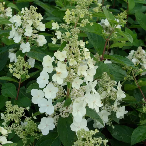 Hydrangea pan. 'Kyushu'